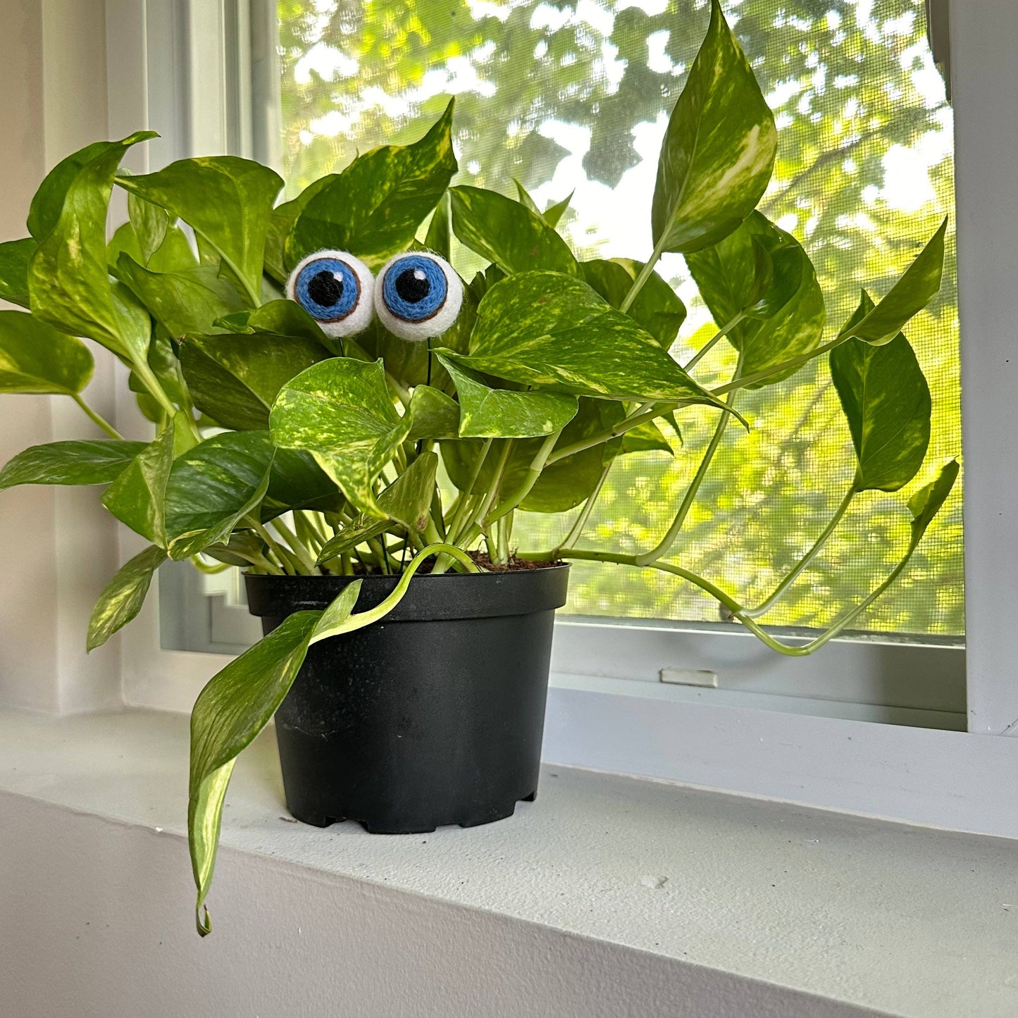 Plant Eyeballs - 100% Wool
