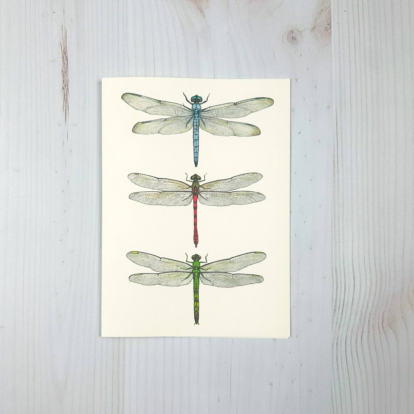 Dragonfly Trio - 5x7 blank notecard