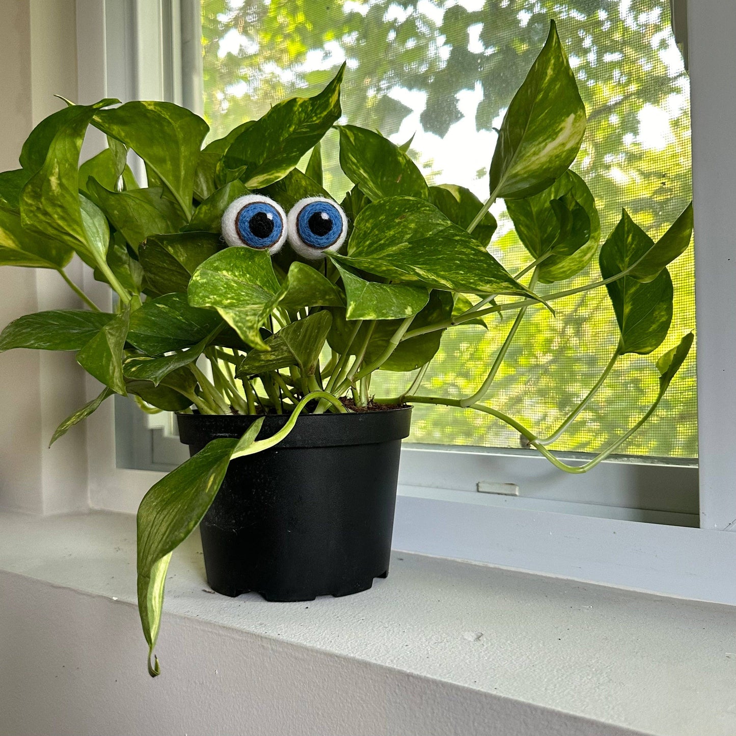 Plant Eyeballs - 100% Wool