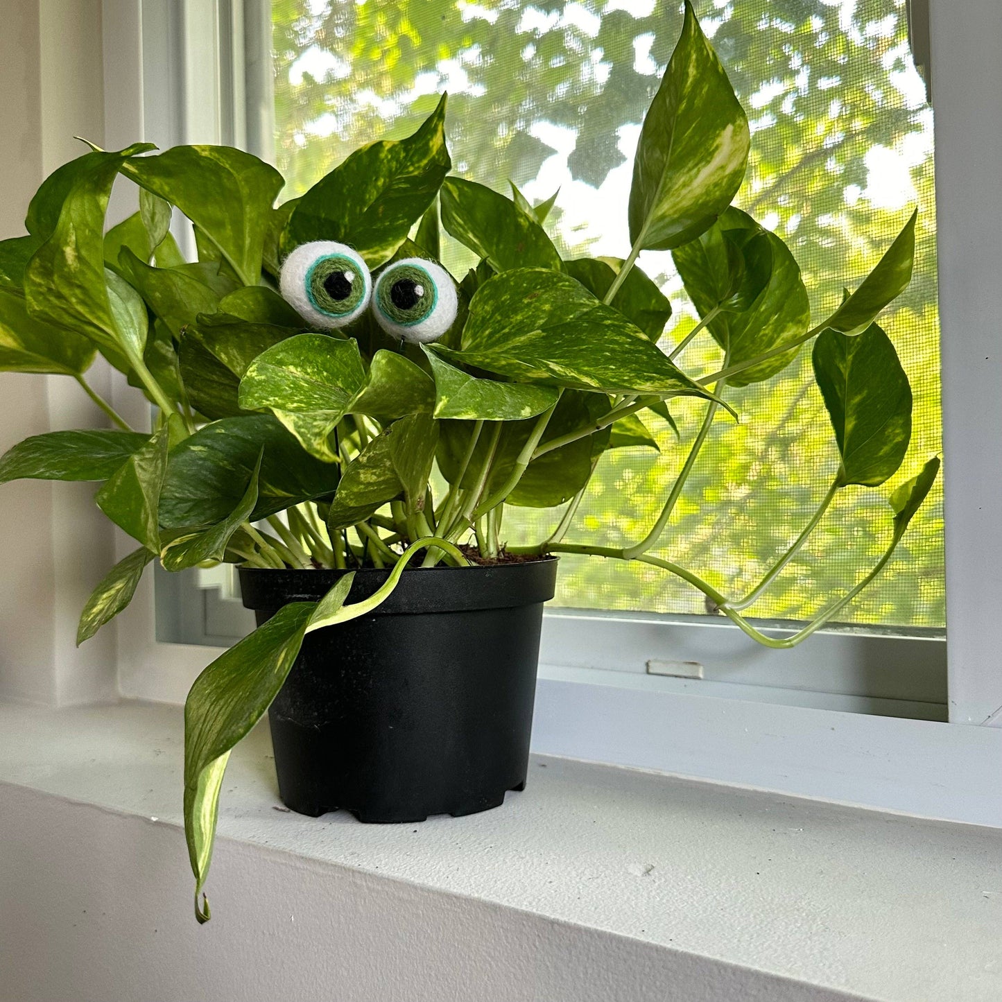 Plant Eyeballs - 100% Wool