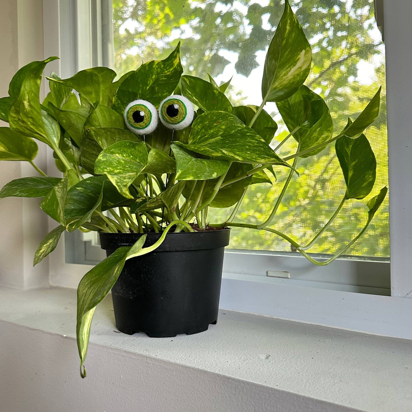 Plant Eyeballs - 100% Wool