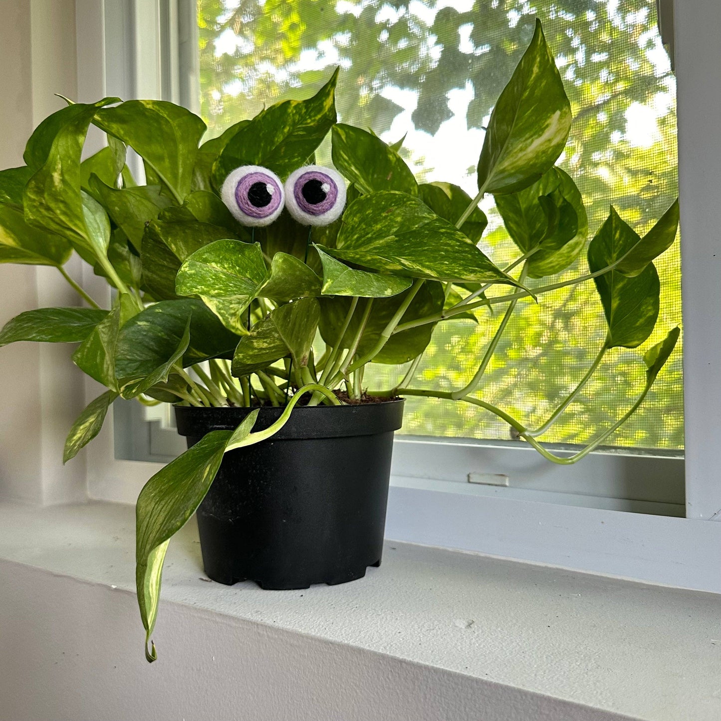 Plant Eyeballs - 100% Wool