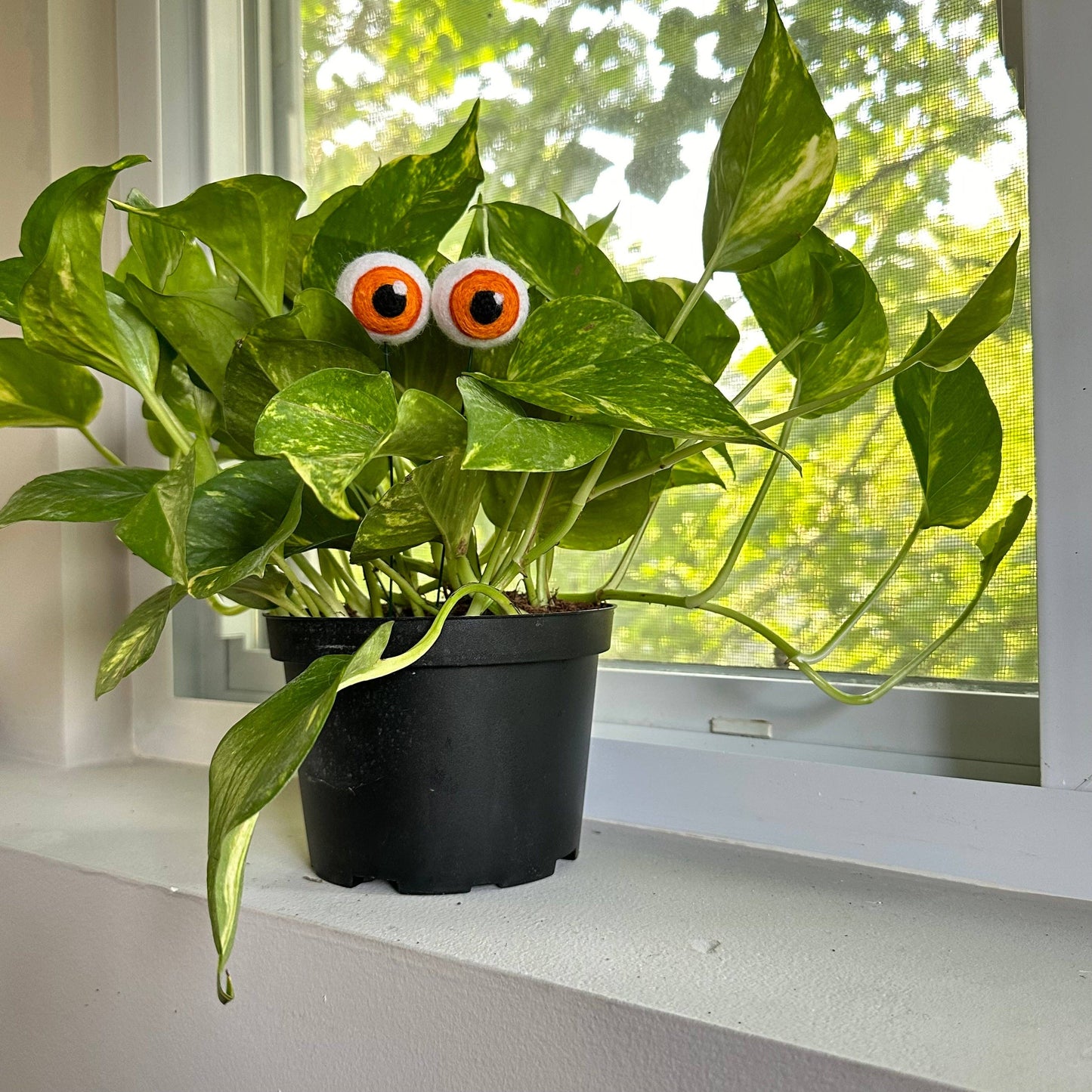 Plant Eyeballs - 100% Wool